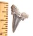 Upper Striatolamnia tooth